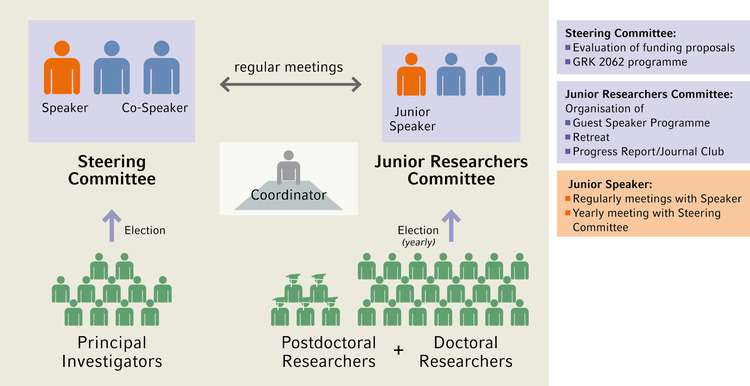 Organisational structure of GRK2062